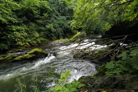 River and Forest Stock Photos