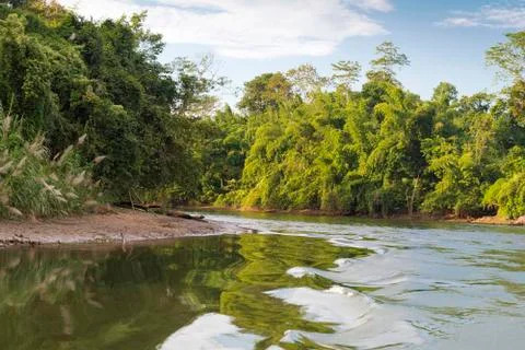 The river and forest. Stock Photos