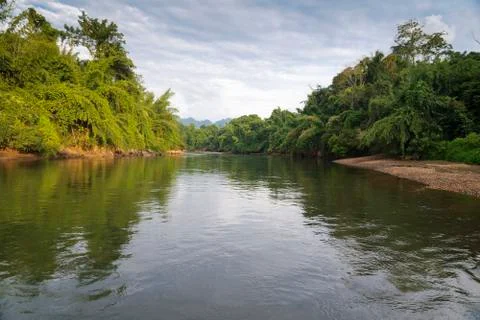 The river and forest. Stock Photos