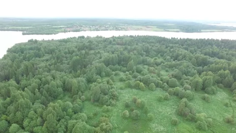 River and forest on the shore Stock Footage 145661083