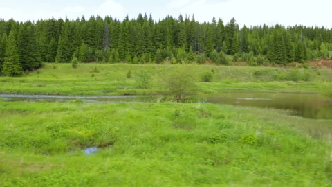 River and forest summer landscape Stock Footage 95969494