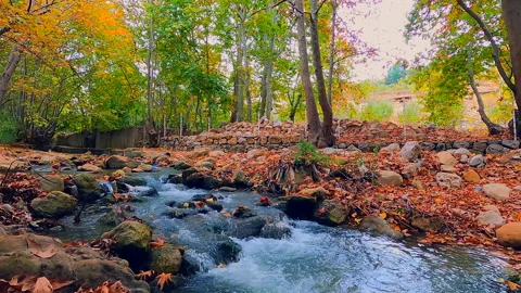 River and forest timelapse Stock Footage 165760778