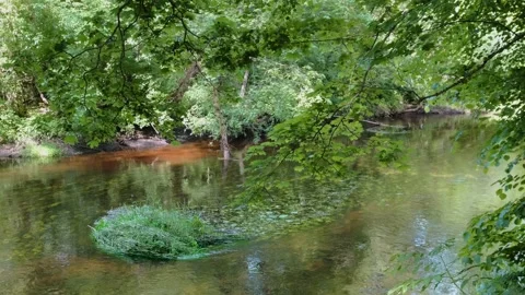 River and forest. trees nature landscape. camera tilt video 4k. Stock Footage 157610555