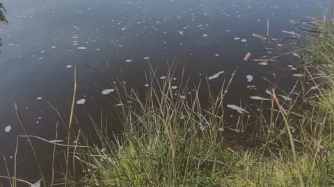 River and Grass Stock Footage 188817306