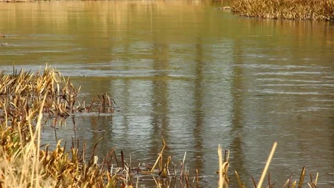 River and grass in a sunny spring day. Stock Footage 172438660