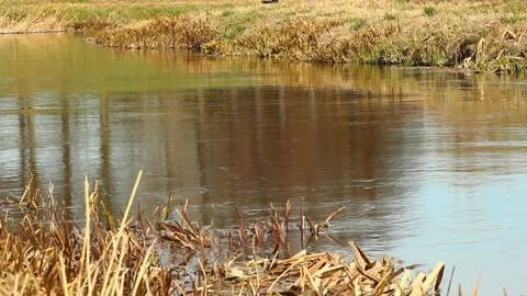 River and grass in a sunny spring day. Stock Footage 172438786