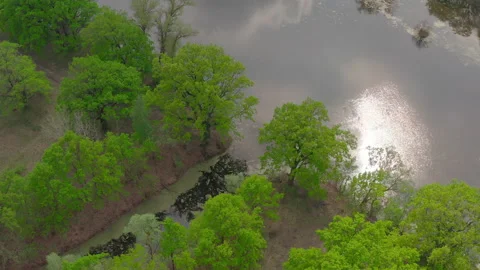 The river and its canals surrounded by oaks. water is covered with algae. Stock Footage 131455230