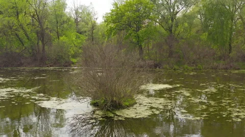 The river and its canals surrounded by oaks. water is covered with algae. Stock Footage 131455458