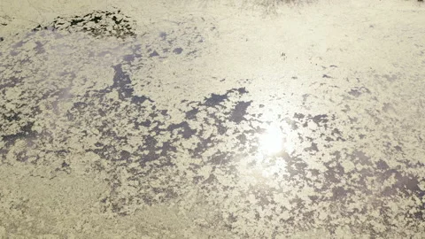 The river and its canals surrounded by oaks. water is covered with algae. Stock Footage 131455599