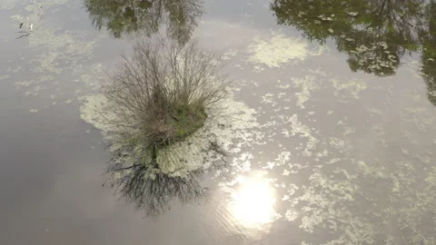 The river and its canals surrounded by oaks. water is covered with algae. Stock Footage 131455842