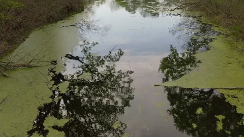 The river and its canals surrounded by oaks. water is covered with algae. Stock Footage 131455982