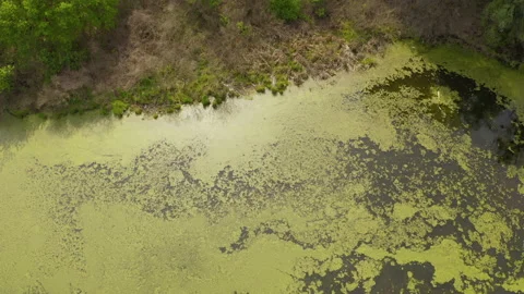 The river and its canals surrounded by oaks. water is covered with algae. Stock Footage 131456097