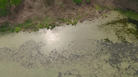 The river and its canals surrounded by oaks. water is covered with algae. Stock Footage 131456217