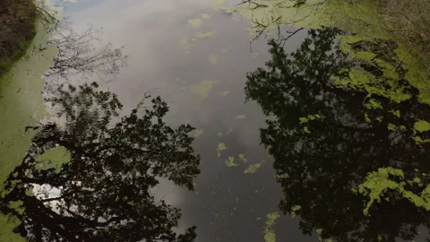 The river and its canals surrounded by oaks. water is covered with algae. Stock Footage 131456441