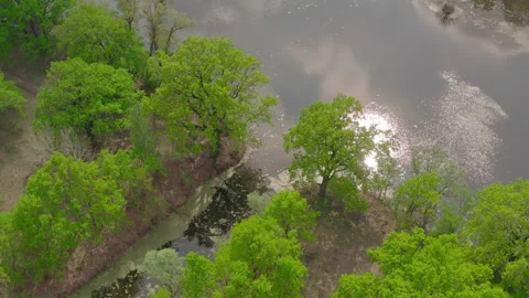 The river and its canals surrounded by oaks. water is covered with algae. Stock Footage 131456638