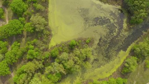 The river and its canals surrounded by oaks. water is covered with algae. Stock Footage 131456890