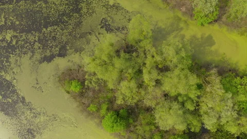 The river and its canals surrounded by oaks. water is covered with algae. Stock Footage 131457248