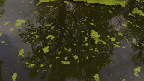 The river and its canals surrounded by oaks. water is covered with algae. Stock Footage 131457706
