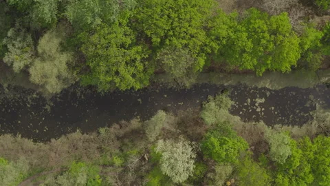 The river and its canals surrounded by oaks. water is covered with algae. Stock Footage 131457915