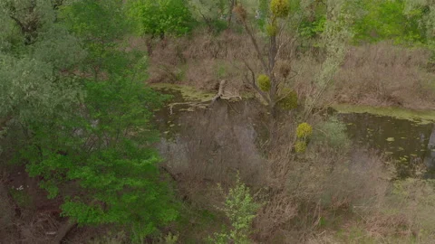 The river and its canals surrounded by oaks. water is covered with algae. Vídeo Stock 131458108