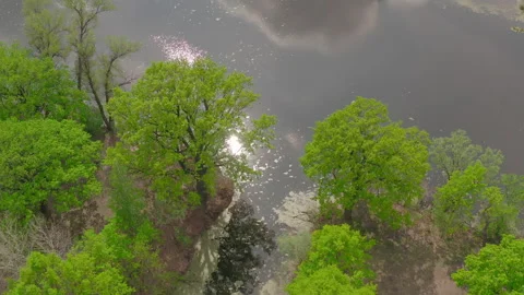 The river and its canals surrounded by oaks. water is covered with algae. Stock Footage 131458346
