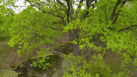 The river and its canals surrounded by oaks. water is covered with algae. Stock Footage 131755615