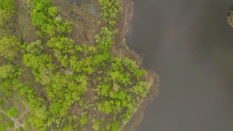The river and its canals surrounded by oaks. water is covered with algae. Stock Footage 131755792