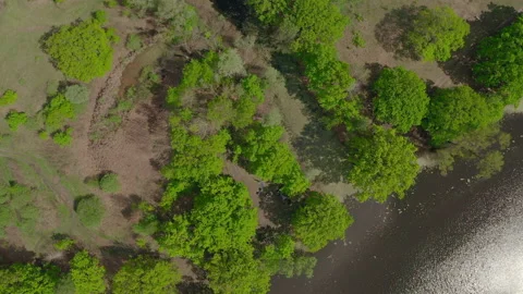 The river and its canals surrounded by oaks. water is covered with algae. Stock Footage 131755993