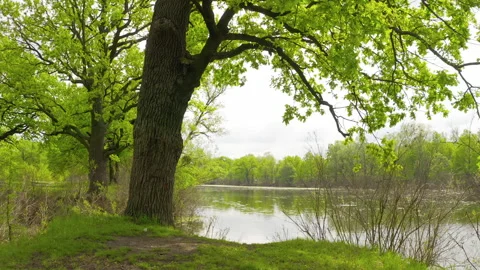 The river and its canals surrounded by oaks. water is covered with algae. Stock Footage 131756151