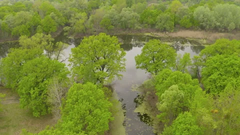 The river and its canals surrounded by oaks. water is covered with algae. Stock Footage 131756318