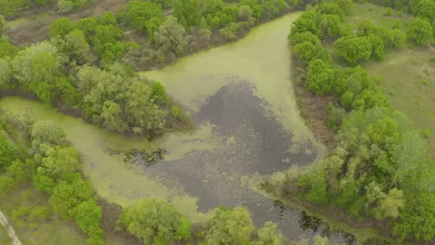 The river and its canals surrounded by oaks. water is covered with algae. Stock Footage 131756560