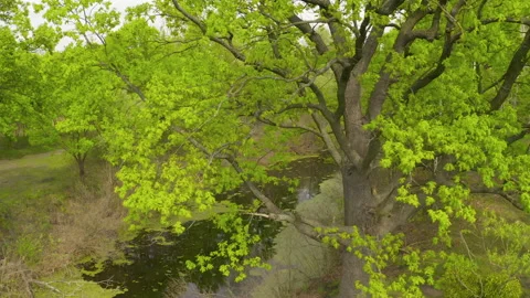 The river and its canals surrounded by oaks. water is covered with algae. Stock Footage 131756710