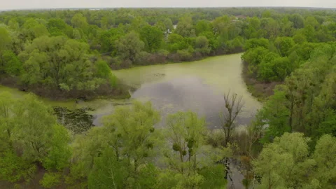 The river and its canals surrounded by oaks. water is covered with algae. Stock Footage 131756912