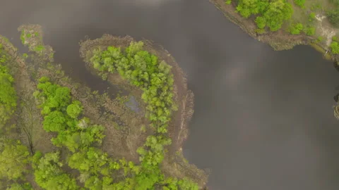 The river and its canals surrounded by oaks. water is covered with algae. Stock Footage 131757317