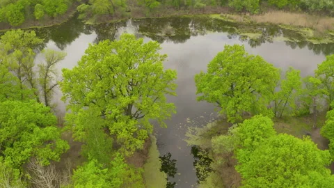 The river and its canals surrounded by oaks. water is covered with algae. Stock Footage 131757847