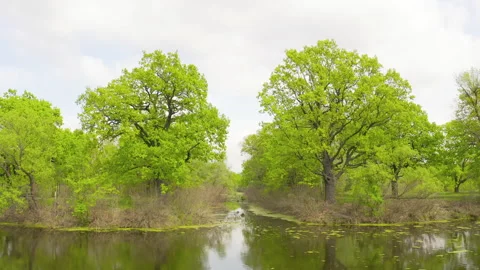 The river and its canals surrounded by oaks. water is covered with algae. Stock Footage 131758657