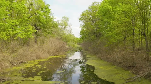 The river and its canals surrounded by oaks. water is covered with algae. Stock Footage 131759300
