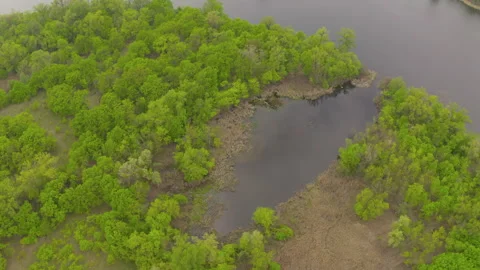 The river and its canals surrounded by oaks. water is covered with algae. Stock Footage 131759821