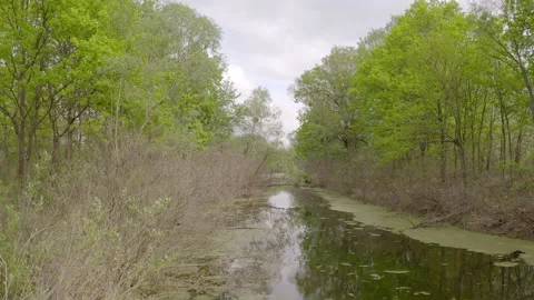 The river and its canals surrounded by oaks. water is covered with algae. Stock Footage 131760291