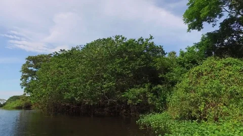 River and Jungle Stock Footage 73229426