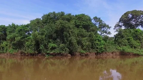 River and Jungle Stock Footage 73230649