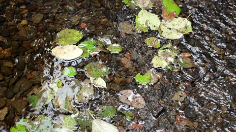 River and Leaves Video stock 31583701