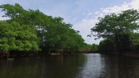 River and Overhanging Trees Stock Footage 73231726