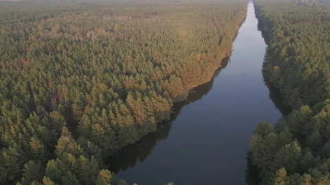 River and pine forest. Aerial view. Stock Footage 140773296