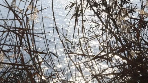 River and reeds with sunlight reflection Stock-Footage 306040592