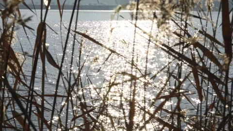 River and reeds with sunlight reflection Video stock 306040617