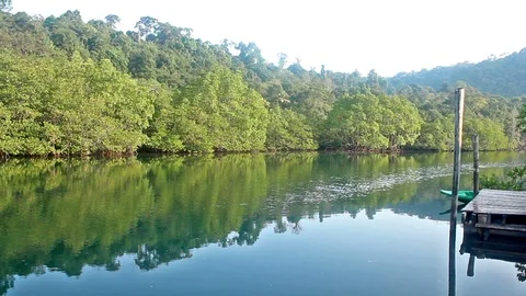 River and reflection forest in morning thailand Stock Footage 86190639