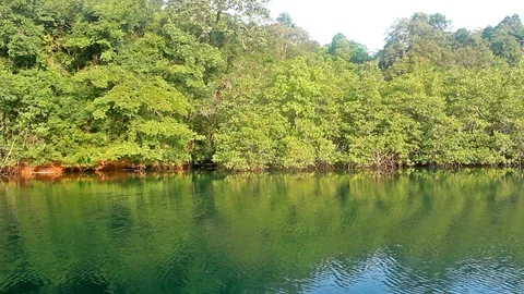 River and reflection green forest in morning thailand Stock Footage 90073865