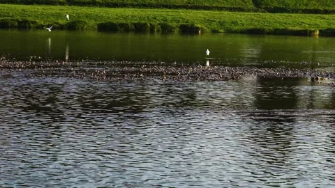 River and shore view, river bank in the city Stock Footage 253300083