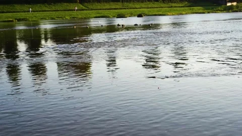 River and shore view, river bank in the city Stock Footage 253300515